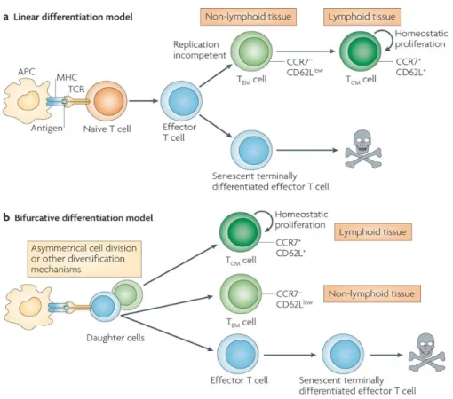 Figure 2: Possible models for memory T-cell differentiation. 