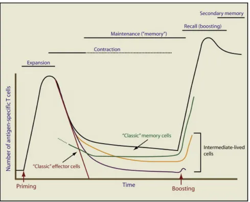 Figure 3: Generation and maintenance of T-cell memory. 