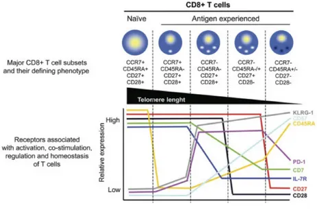 Figure 4: Different subsets of human T cells and their phenotypic attributes. 