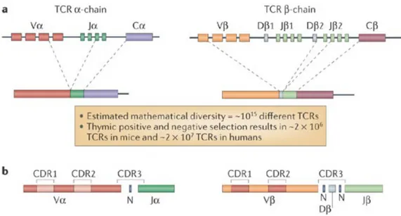 Figure 5: Generation of TCR diversity by recombination of TCR gene segments. 