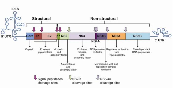 Figure 7: HCV genome and polyprotein. 