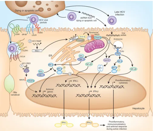 Figure 9:  Sensing HCV in hepatocytes. 
