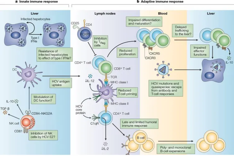 Figure 12:  Mechanisms of HCV-protein interference with the immune system.