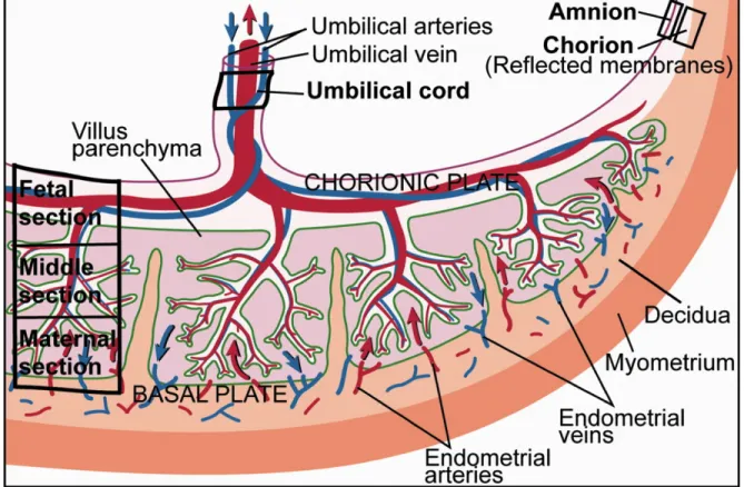 Figure 1: Schematic of human term placenta.  