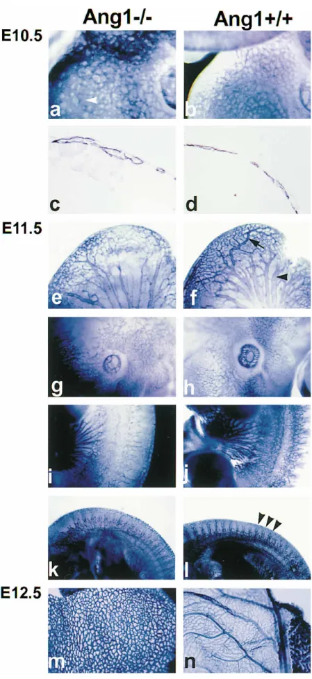 Figure 3: Vascular defects in  Ang1-deficient embryos. 