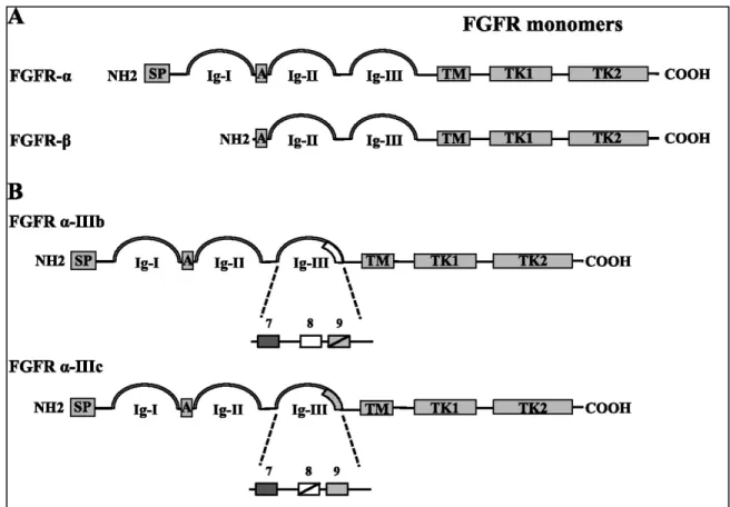 Figure 6: mRNA structure of FGFR monomers.  