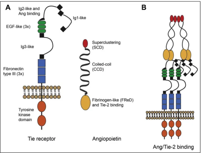Figure 9: The molecular structure of Tie receptors and Ang ligands. 