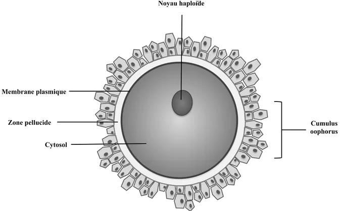 Figure 2: Représentation schématique d'un ovocyte. 