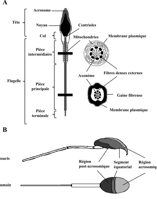 Figure  5  :  Représentation  schématique  du  spermatozoïde  (A)  Structures  principales  du  spermatozoïde humain vu de côté et coupe transversale du flagelle