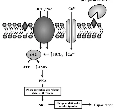 Figure 7 : Activation de la capacitation. Les accepteurs de stérol retirent le cholestérol de  membrane  plasmique  et  la  déstabilisent