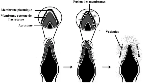 Figure  9 :  Représentation  schématique  de  la  réaction  acrosomique.  Suite  à  des  stimuli  externes,  la  membrane  externe  de  l’acrosome  et  la  membrane  plasmique  du  spermatozoïde  fusionnent et forment des vésicules relâchant ainsi vers l’e