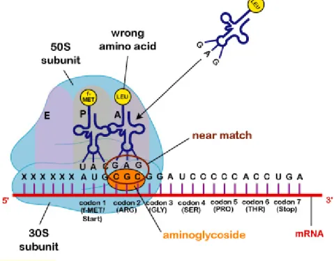 Figure 6. Aminoglycosides mechanism of action. Source: from Doc. Kaiser’s Microbiology  [8] 