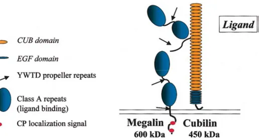 Figure  9.  Schematic  presentation  of  the  two  endocytic  receptors,  megalin  and  cubulin  [47]