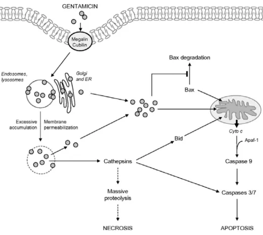 Figure 11. Cytosolic redistribution of gentamicin and mechanisms leading to cell death  through necrosis and the apoptotic intrinsic