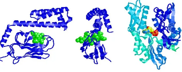 Figure  13. The  structure  of  the  substrate  binding  domain  of  the  Hsp70  protein  DnaK  (front and side views, left and center), with a bound peptide (green) in a channel penetrating  right through the DnaK domain