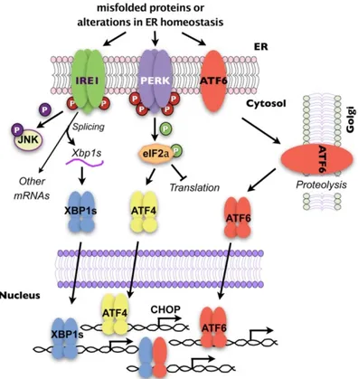 Figure 14. Scheme of ER stress and UPR induced activation of different pathways.  Source: Cornell University, division of Nutritional science website [81]