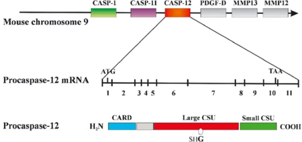 Figure 15. Structural organization of murine caspase-12 and human pseudo-caspase-12  and  their  phylogenic  relationship  to  other  caspases