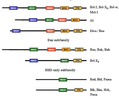 Figure  16.The  Bcl-2  family  members,  divided  according  to  their  pro-  or  antiapoptotic  properties