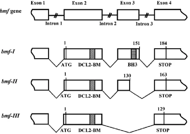 Figure  17.  Sequence  characterization  of  Bmf-II  and  Bmf-III.  Human  bmf  gene  and  proposed derivation of three splice variants   [153] 