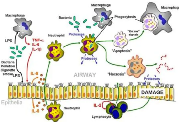 Figure  3:  Inflammation  pulmonaire  chez  FK.  Interaction  entre  différents  types  de  cellules 