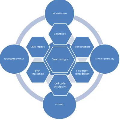 Figure 4  DNA damages cause many consequences 