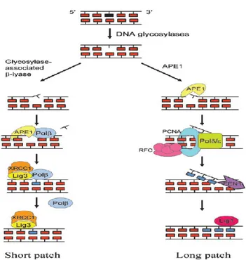Figure 5 Base excision repair mechanisms in mammalian cells [modified from(97)] 