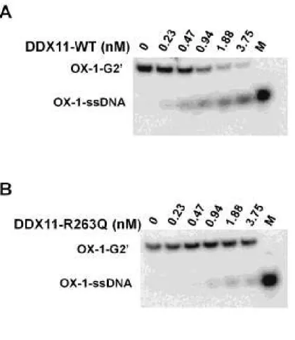 Figure SII.1 Helicase activity of DDX11-WT and DDX11-R263Q on antiparallel G2’ G  quadruplex DNA substrate