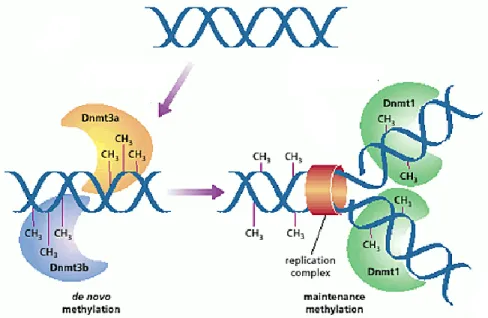 Figure 1.2 Establishment of DNA methylation patterns in mammals. Dnmt3a and Dnmt3b 