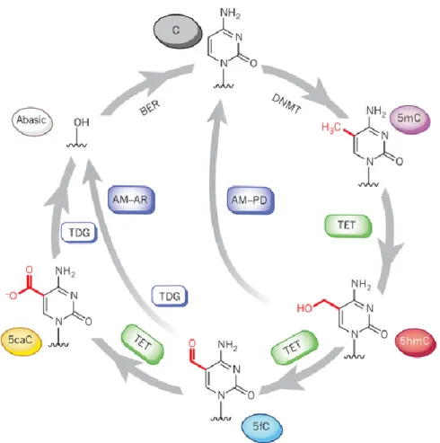 Figure  1.3  A  complete  pathway  for  dynamic  cytosine  modifications.  5mC  bases  are 
