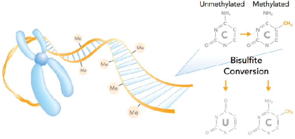 Figure 1.5 Bisulfite conversion. The methyl group covalently attached to the 5’position of 