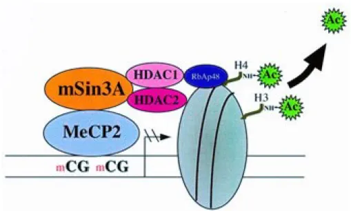 Figure  1.6  Transcriptional  regulation  is  achieved  through  crosstalk  between  DNA  methylation and histone  modifications