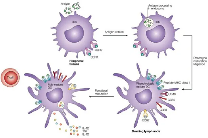 Figure 1.7 Dendritic cell maturation upon antigen encounter. Maturation of dendritic cells, 