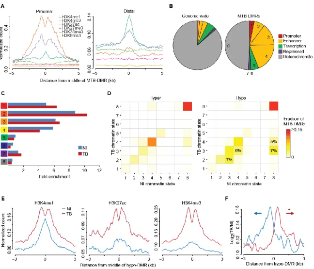 Figure 2. MTB-DMRs Have Chromatin Characteristics of Enhancers 