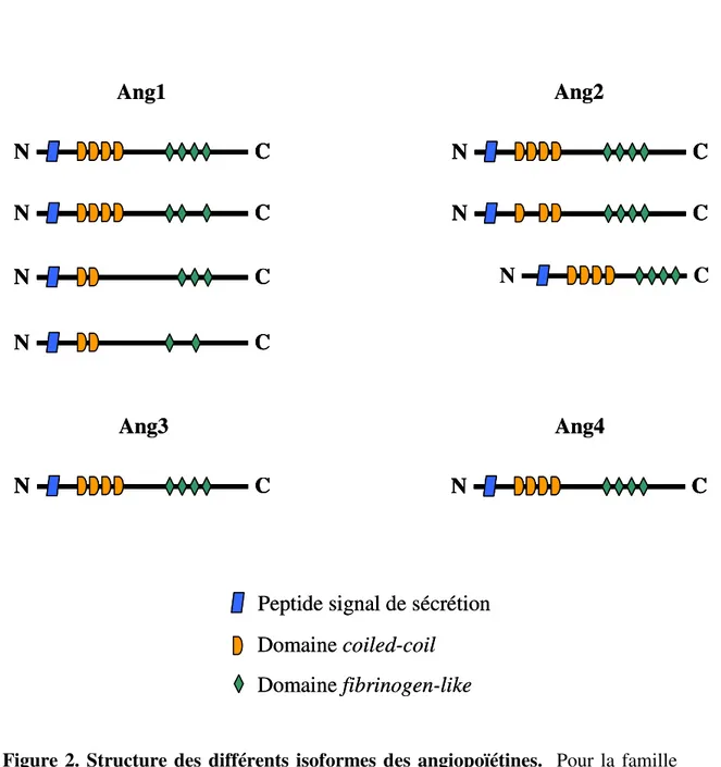 Figure 2. Structure des différents isoformes des angiopoïétines.  Pour la famille  des  angiopoïétines,  quatre  isoformes  distincts  de  l’Ang1  ont  été  caractérisés,  dont  seulement les deux premiers (les plus longs) peuvent activer le récepteur Tie2