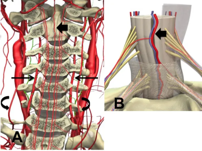 Figure 4. Vascular supply to the cervical spinal cord.  