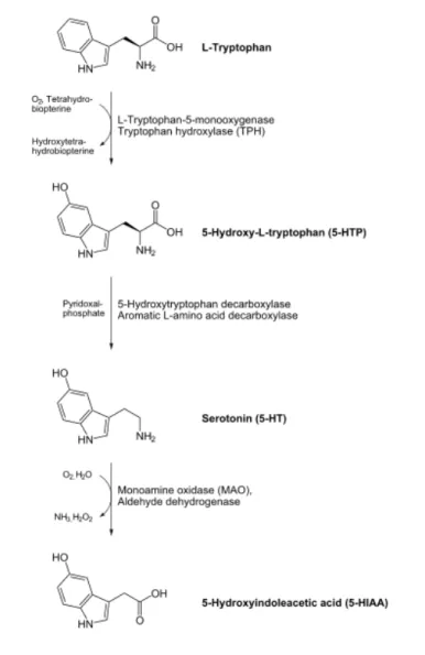 Figure	
  1	
  :	
  Biosynthèse	
  de	
  la	
  sérotonine	
  (5-­‐Hydroxytryptamine) 1 	
  