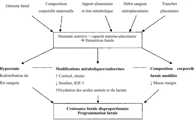 Figure  1.  Régulation  maternelle  du  développement  et  de  la  programmation 