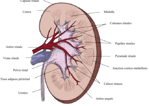 Figure 3. Anatomie interne du rein. (Adapté de Brenner and Rector 2008) Uretère 
