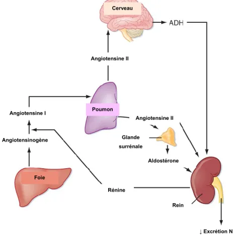 Figure  7.  Système  rénine-angiotensine-aldostérone.  ADH  :  Hormone 