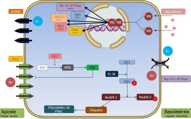 Figure 8. Signalisation rénale intracellulaire. PI-3K : phosphoinositide 3-kinase 