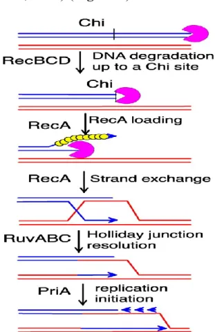 Figure  5 :  Recombinaison  initiée  par  le  système  RecBCD.  RecBCD 