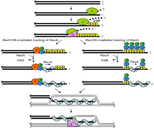 Figure  6 :  Chargement  de  la  protéine  RecA  par  le  système  RecFOR  ou 