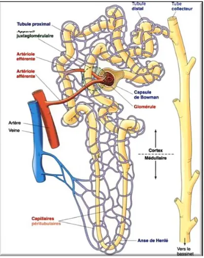 Figure 3. Anatomie générale du néphron.  [19] 