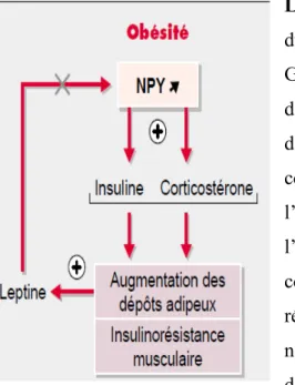 Figure 10. Perte de signalisation de la leptine induit une insulino-résistance et une augmentation 