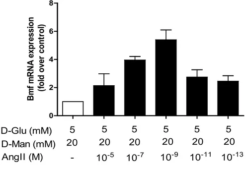 Figure  1.  L’angiotensine  II  stimule  l’expression  de  Bmf.  Des  IRPTC  ont  été  traitées  avec 