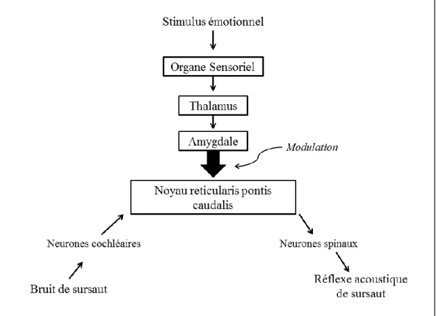 Figure  1.  Représentation  schématique  des  circuits  neuronaux  simplifiés  responsables  de  la 