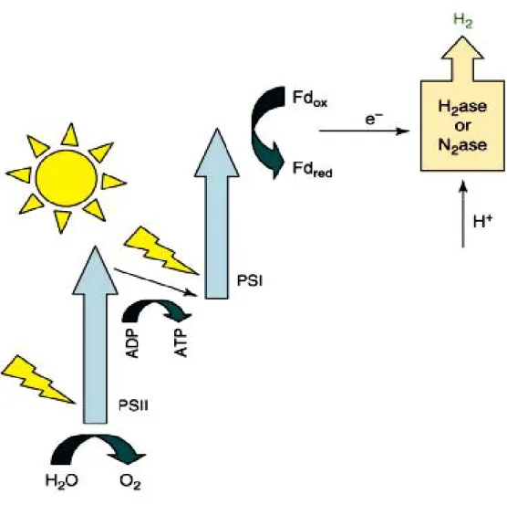 Figure 1. Biophotolysis (green algae – cyanobacteria)  4