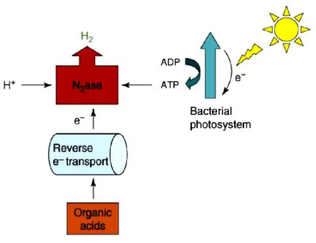 Figure 2. Photofermentation (Photosynthetic bacteria)  4
