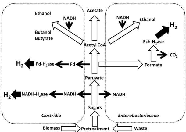 Figure 3. Dark fermentation (Clostridia, Enterobacteriacae)  