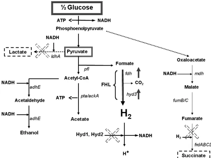 Figure 6.  Metabolic engineering possibilities for increasing hydrogen production during  mixed-acid fermentation by Escherichia coli [The mixed acid fermentation carried out by E